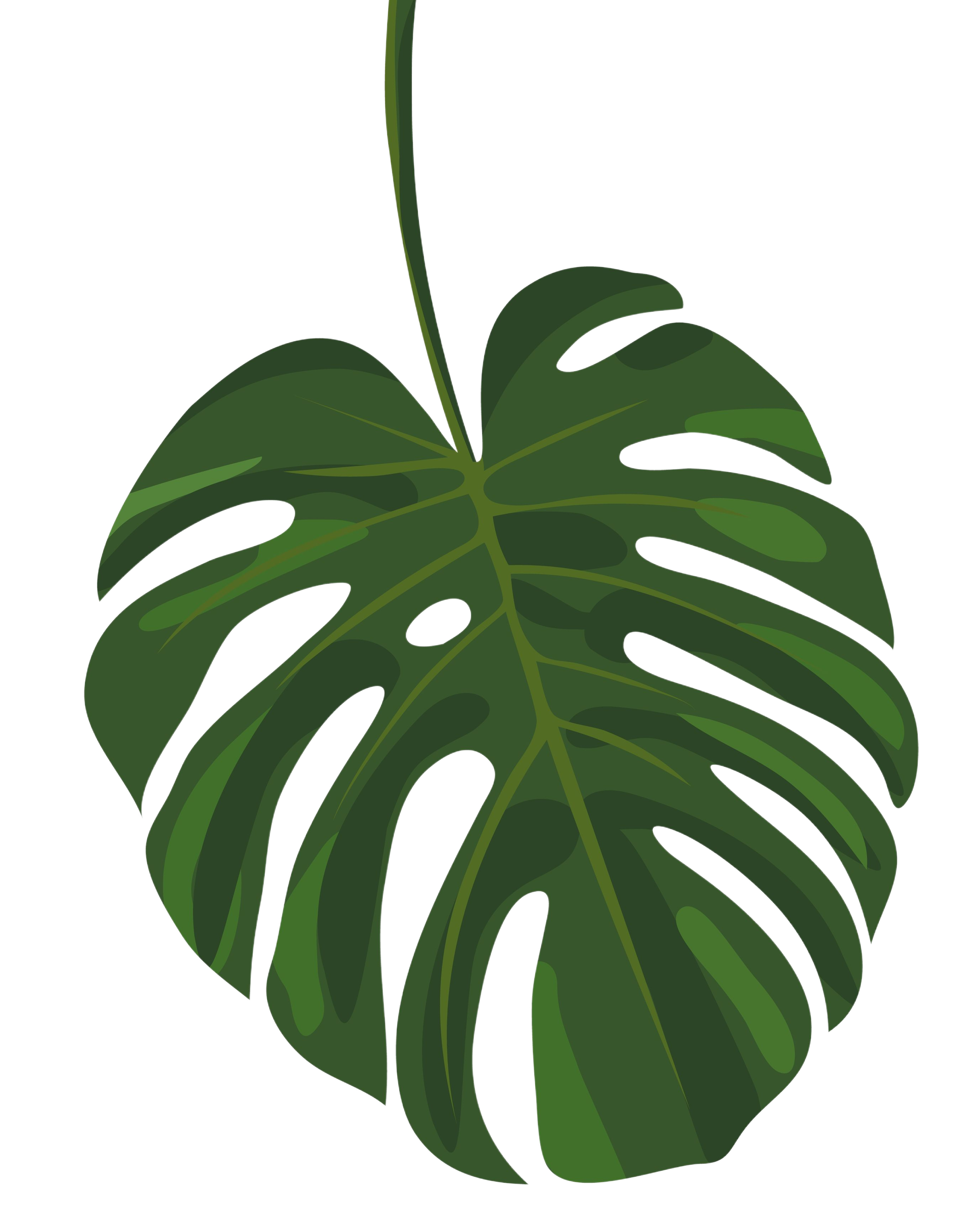 a monstera leaf