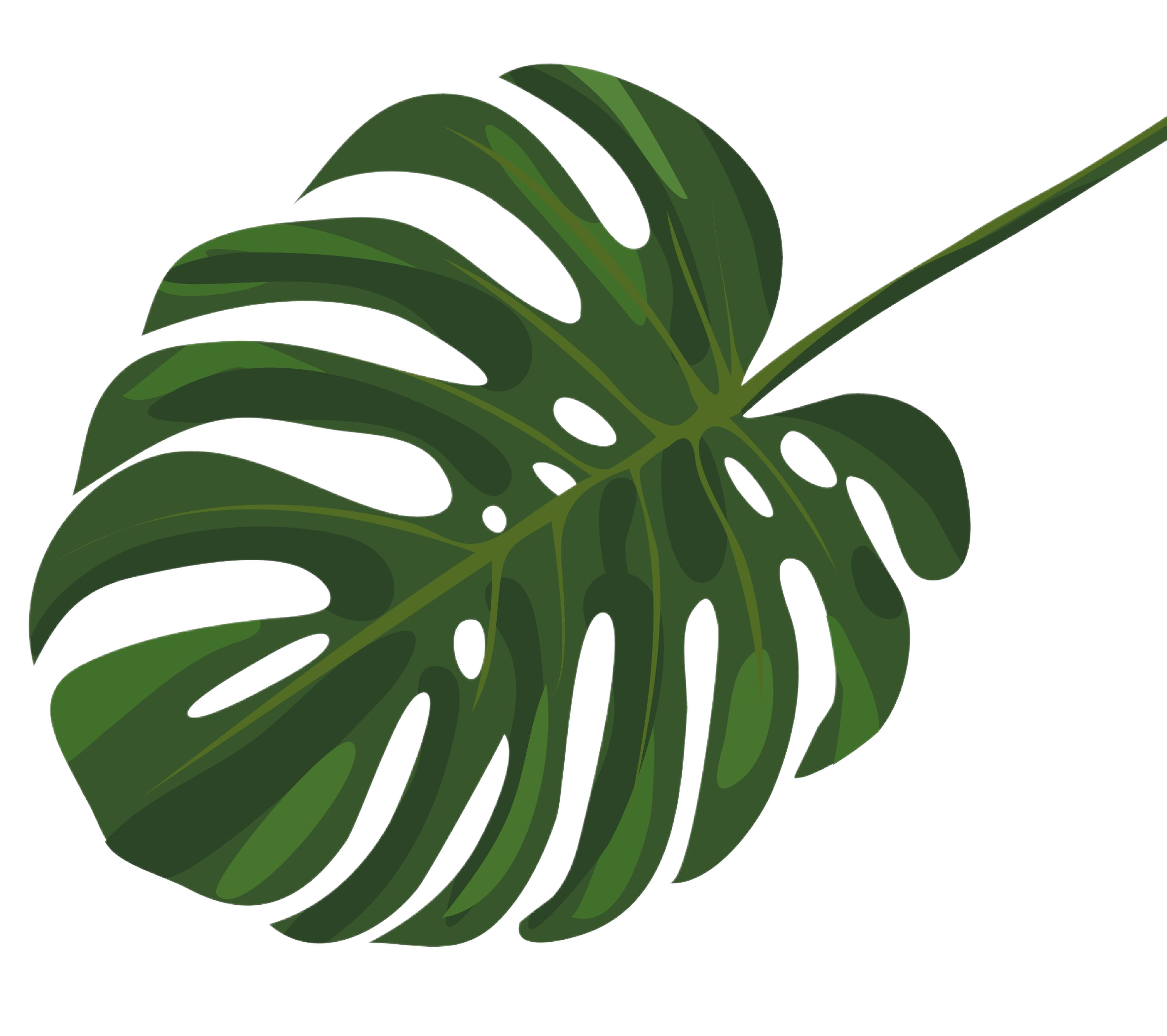 a monstera leaf