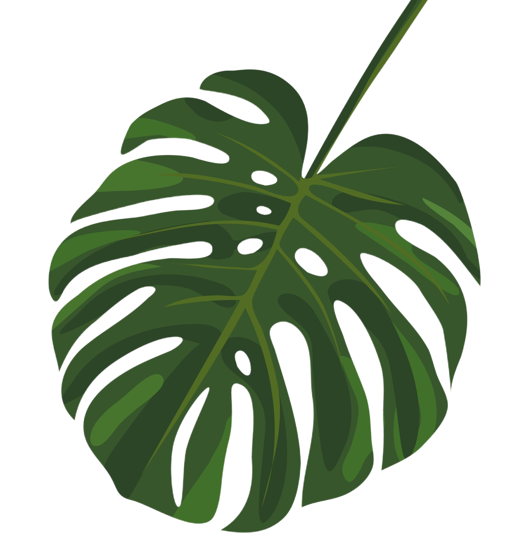 a monstera leaf